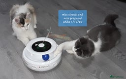 Ragcoon cats for sale: FINAL REDUCTION £300  Stunning, chunky ragcoons  - Image 2