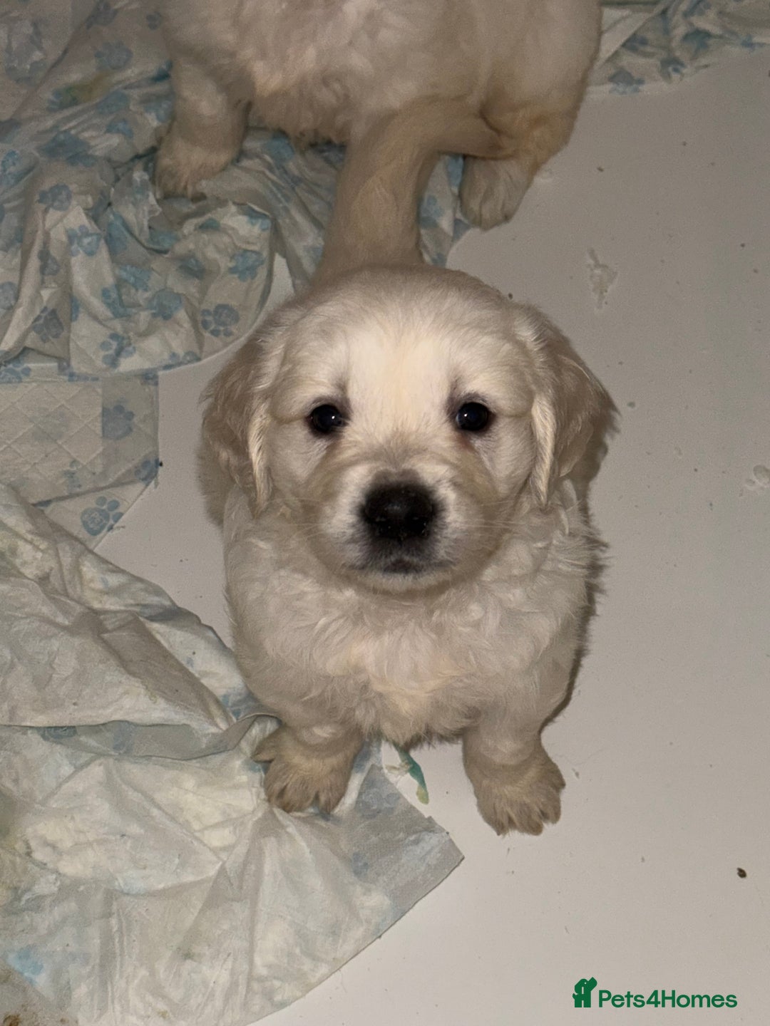 Golden Retriever dogs for sale: English Cream Golden Retriever Babies - Advert 9