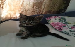Pixie Bob cats for sale: Cute tabby kitten  - Image 4