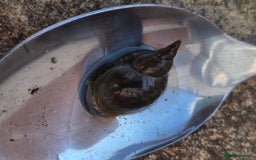 Snails invertebrates for sale: Great Pond snails Lymnaea Stagnalis - Image 2