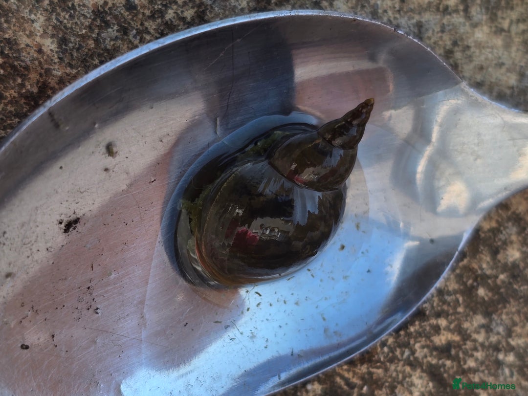 Snails invertebrates for sale: Great Pond snails Lymnaea Stagnalis - Image 2