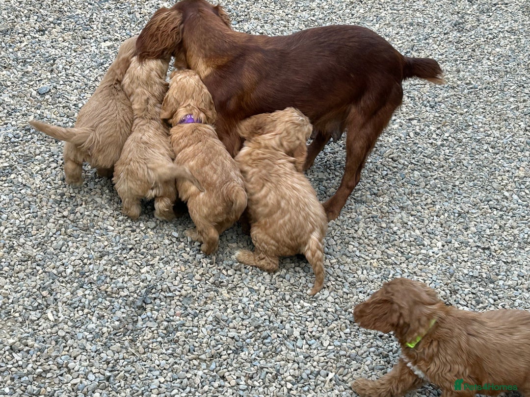 Cockapoo dogs for sale: Cockapoo puppies f1 gorgeous little babys - Advert 3