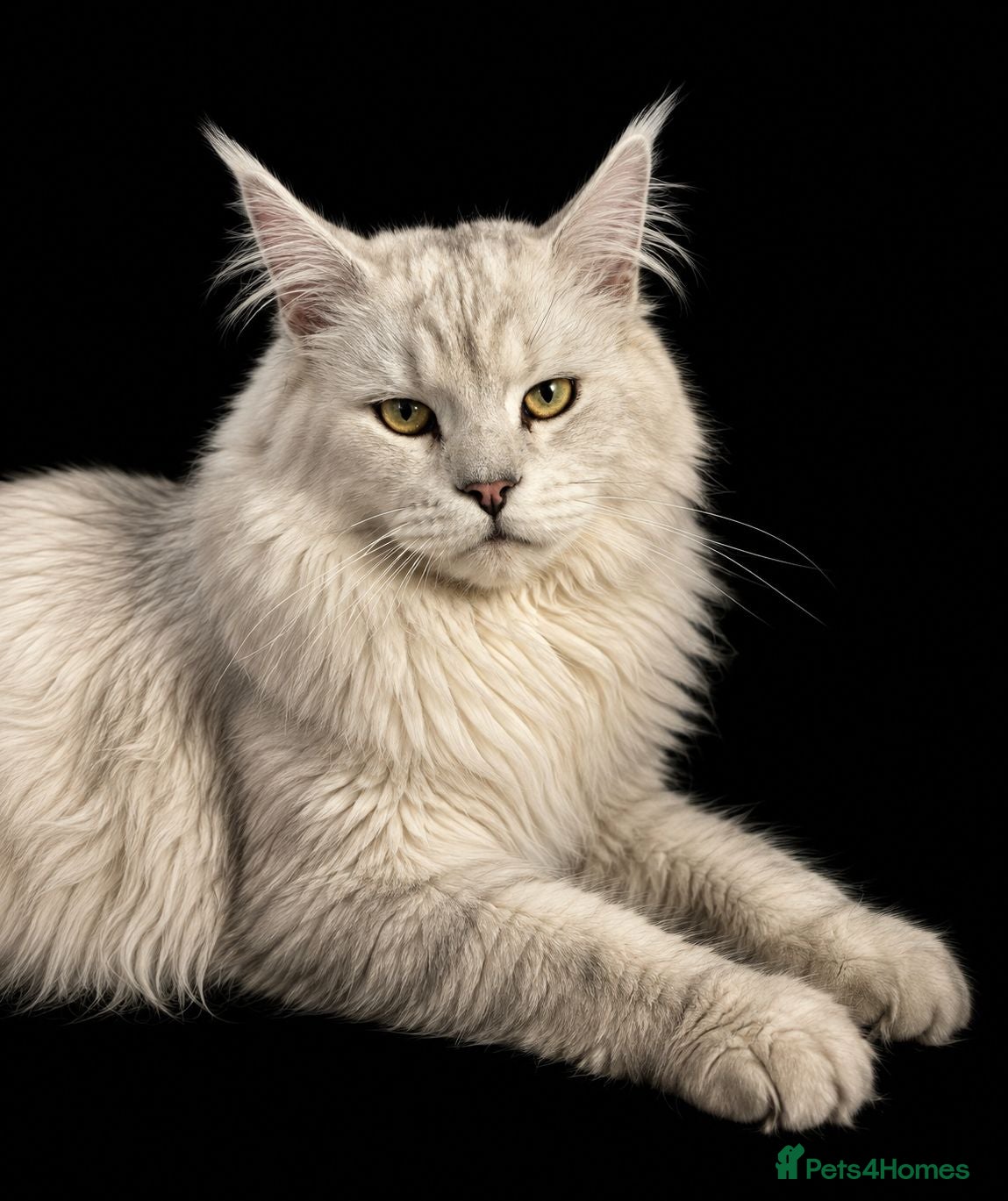 Maine Coon cats Russian Imported Pedigree Maine Coon Stud - Advert 1
