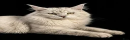 Maine Coon cats for stud: Russian Imported Pedigree Maine Coon Stud in Stafford - Advert 1