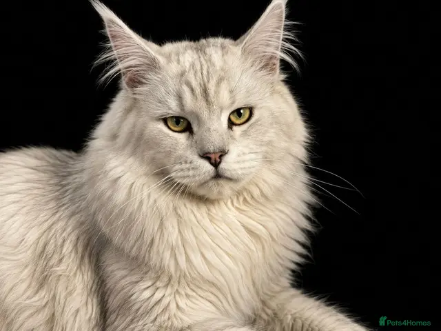 Maine Coon cats for stud: Russian Imported Pedigree Maine Coon Stud - Advert 1