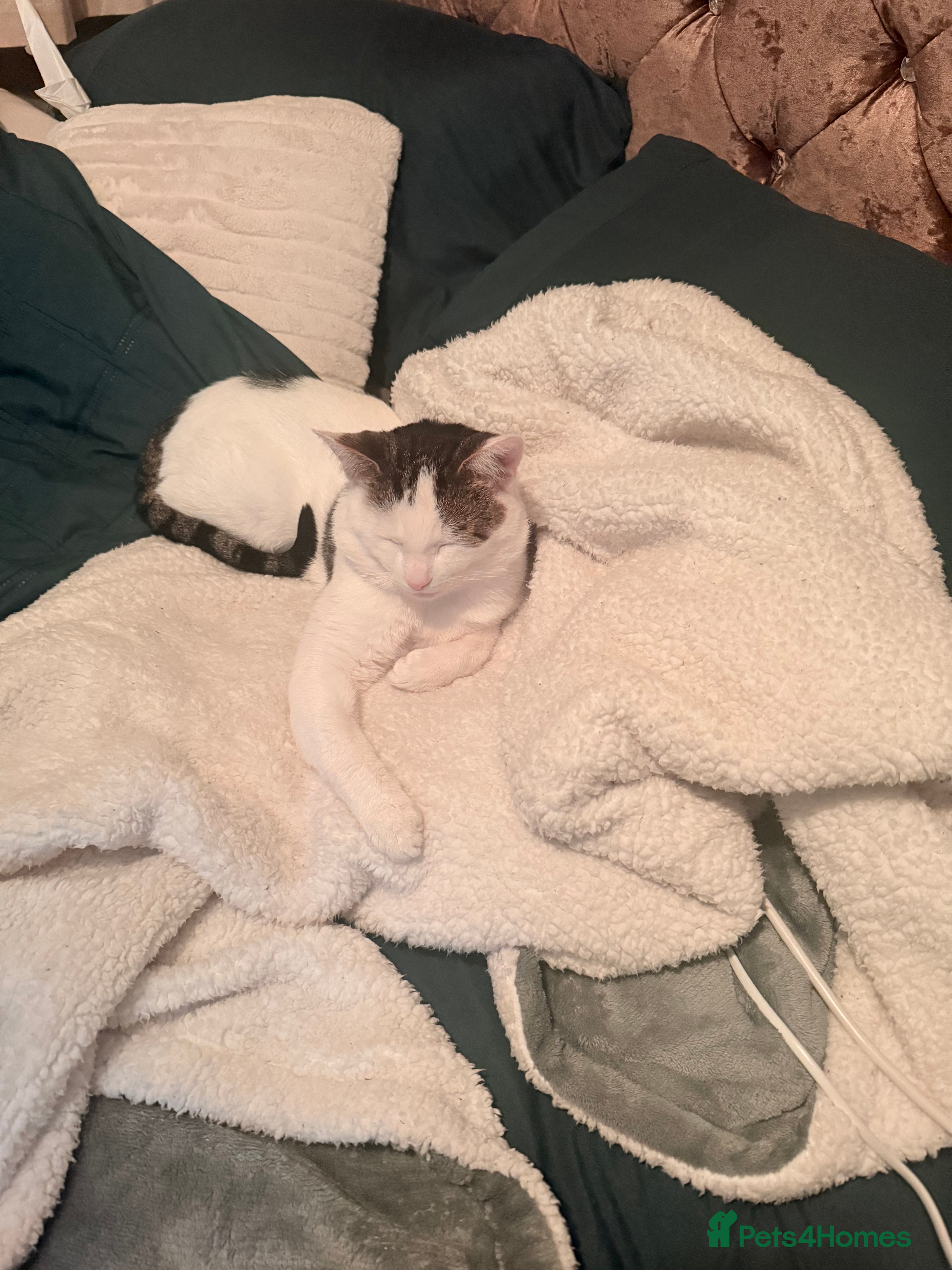 Mixed Breed cats Male cat for sale - Rehoming to a loving home in Stoke-on-Trent - Advert 1