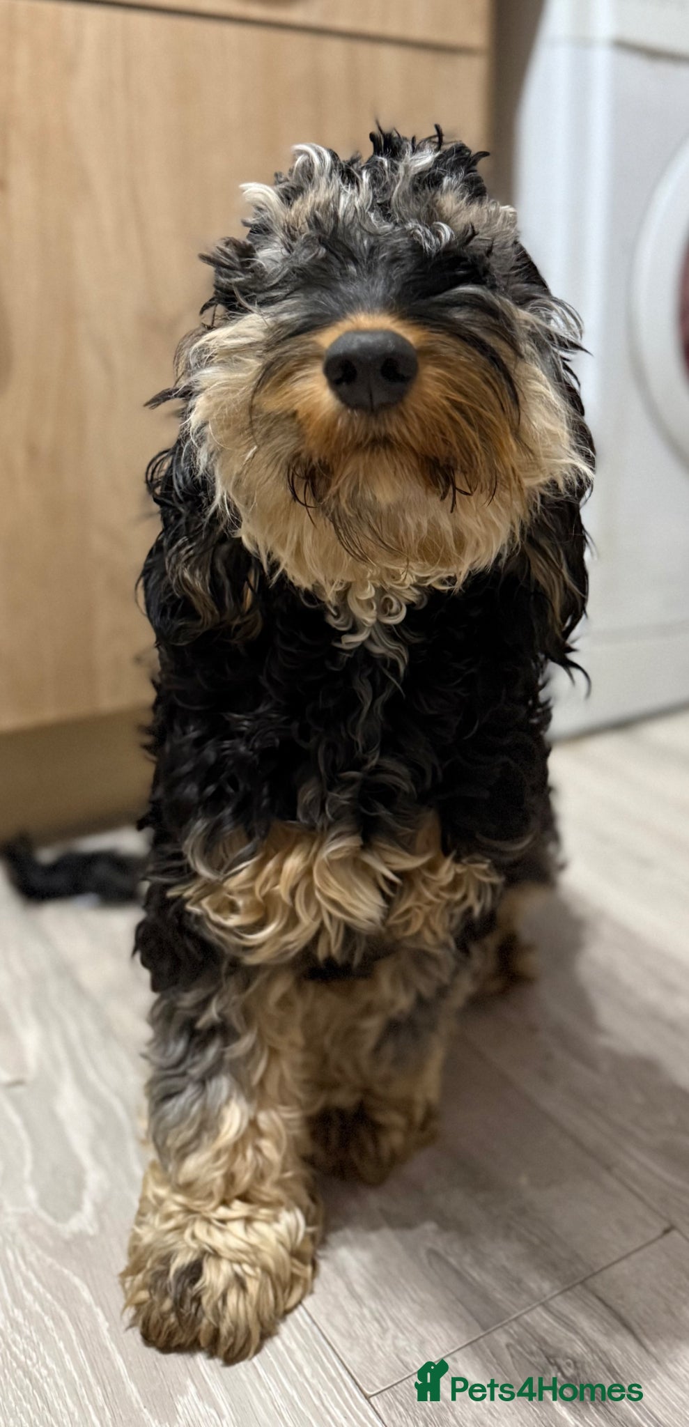 Cockapoo dogs Cockapoos - Advert 2