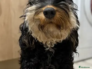 Cockapoo dogs Cockapoos - Advert 2