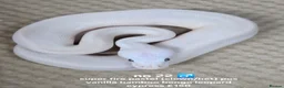 Python Snake reptiles for sale:  Various ball pythons  - Advert 10