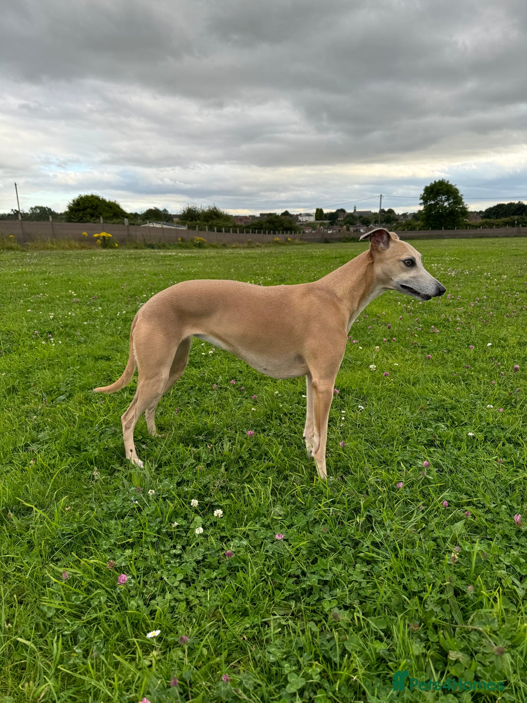 Whippet dogs for sale: KC Registered Whippet Puppies For Sale - Advert 3