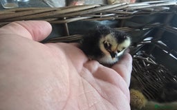 Chickens poultry for sale: Pekin Bantam & Polish chicks - Image 4