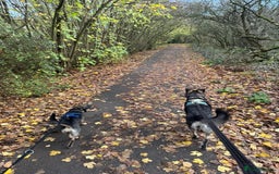 Mixed Breed dogs for adoption: Venice  - Advert 4