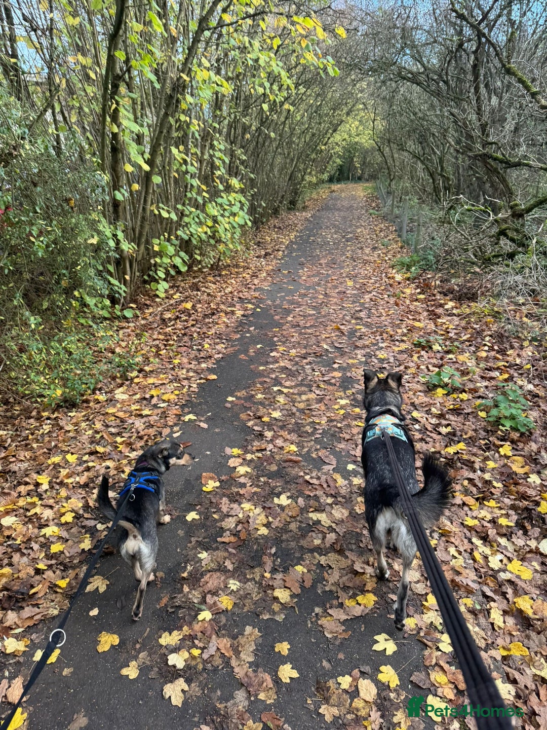 Mixed Breed dogs for adoption: Venice  - Advert 4