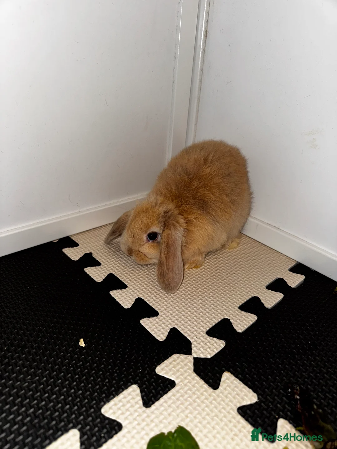 Mini Lop rabbits for sale: Beautiful mini lop bunnies - Advert 7