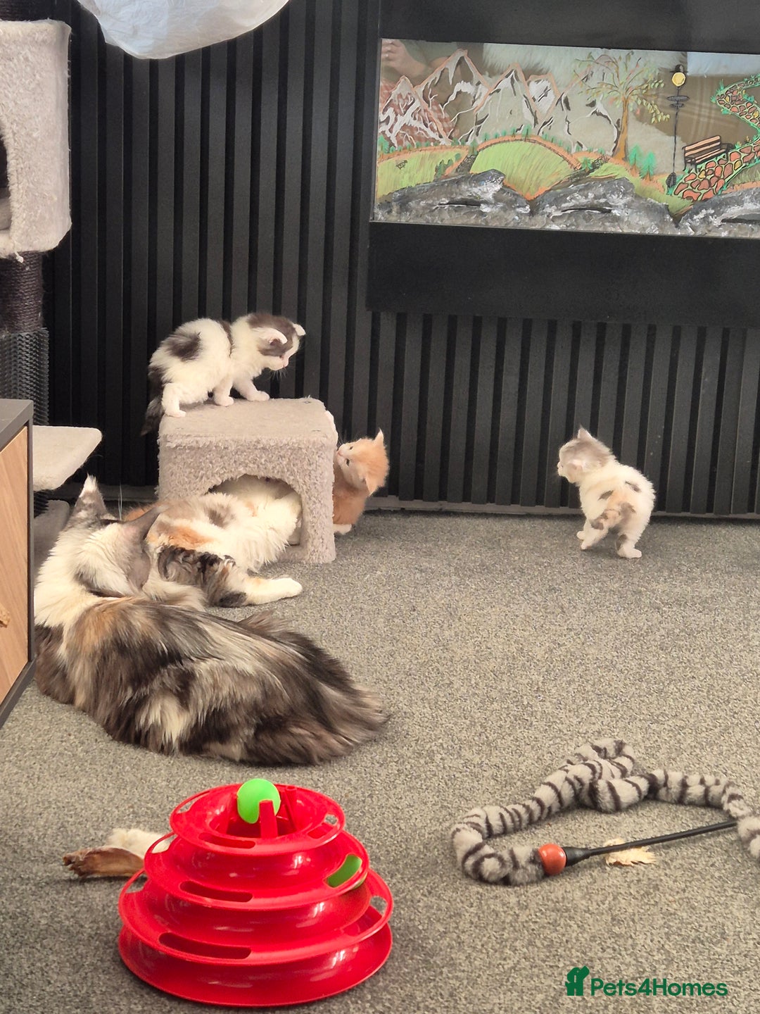 Maine Coon cats for sale: Maine coon kittens  - Advert 12