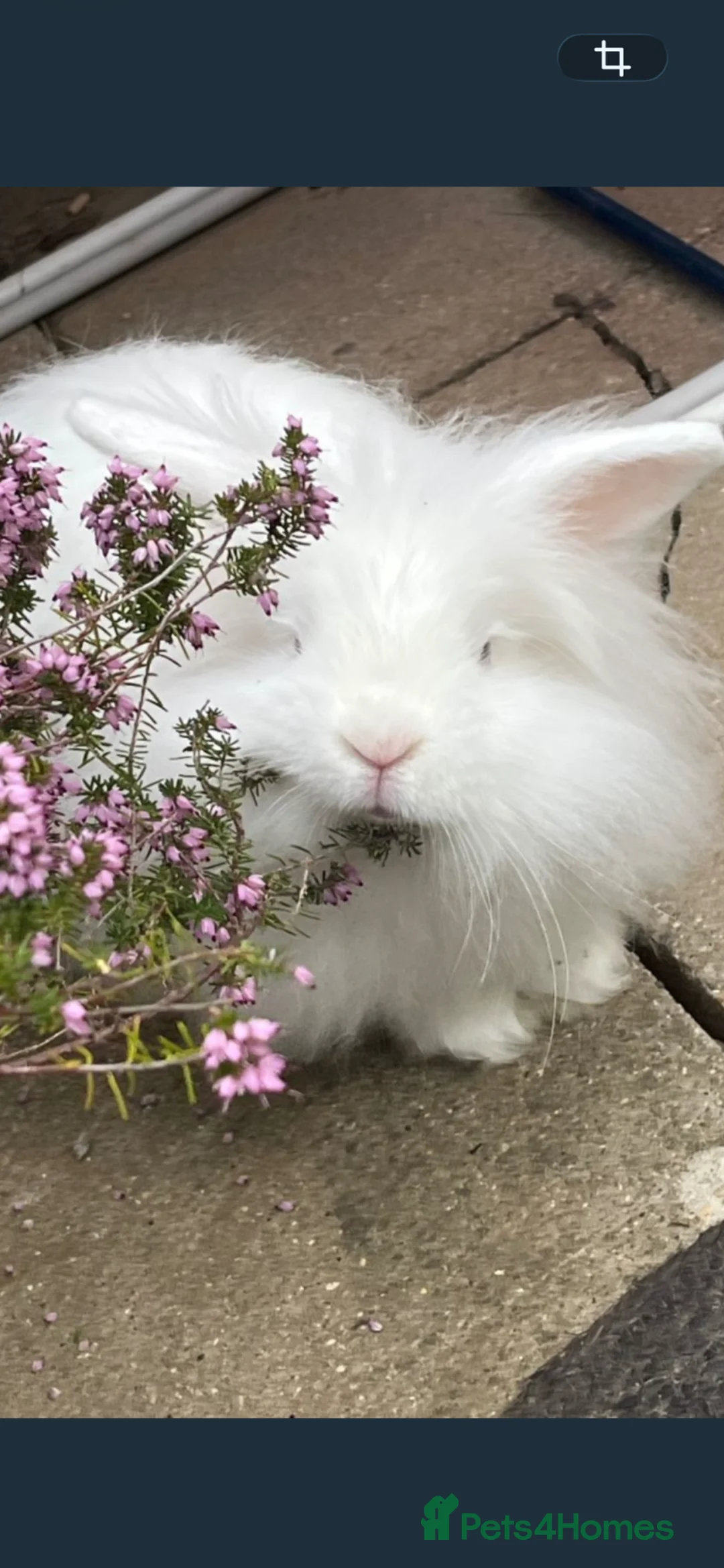 Mixed Breed rabbits for sale: Lion head mix £25 each  - Advert 1