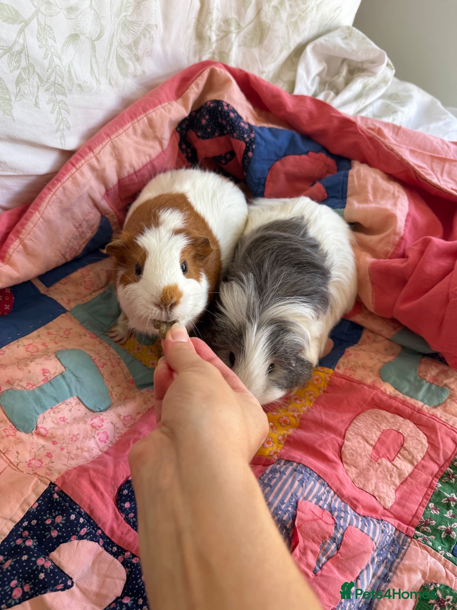 Guinea Pig rodents Bonded Neutered Male&Female Guinea Pig - Advert 1