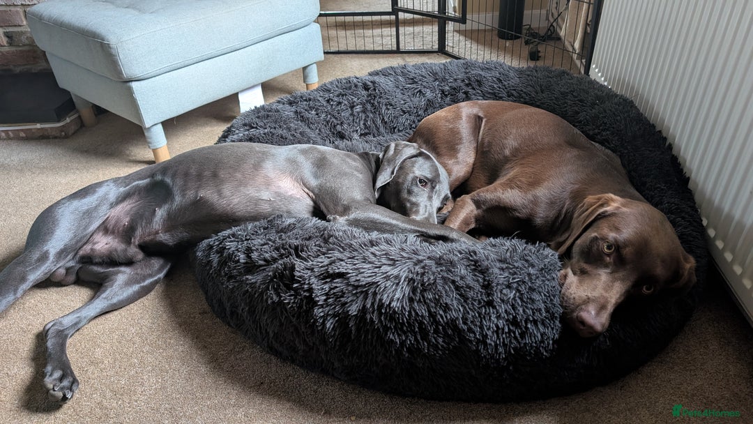 Weimaraner dogs for sale: 13 month old Blue intact male - Advert 6
