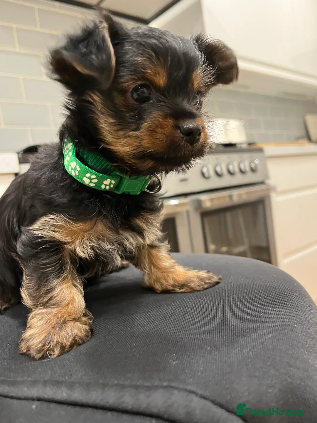 Yorkshire Terrier dogs for sale: READY NOW !! MINI YORKSHIRE TERRIERS FOR SALE - Advert 16