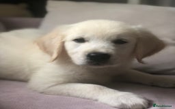 Golden Retriever dogs for sale: Super litter of Goldie pups carrying some colour  - Image 17