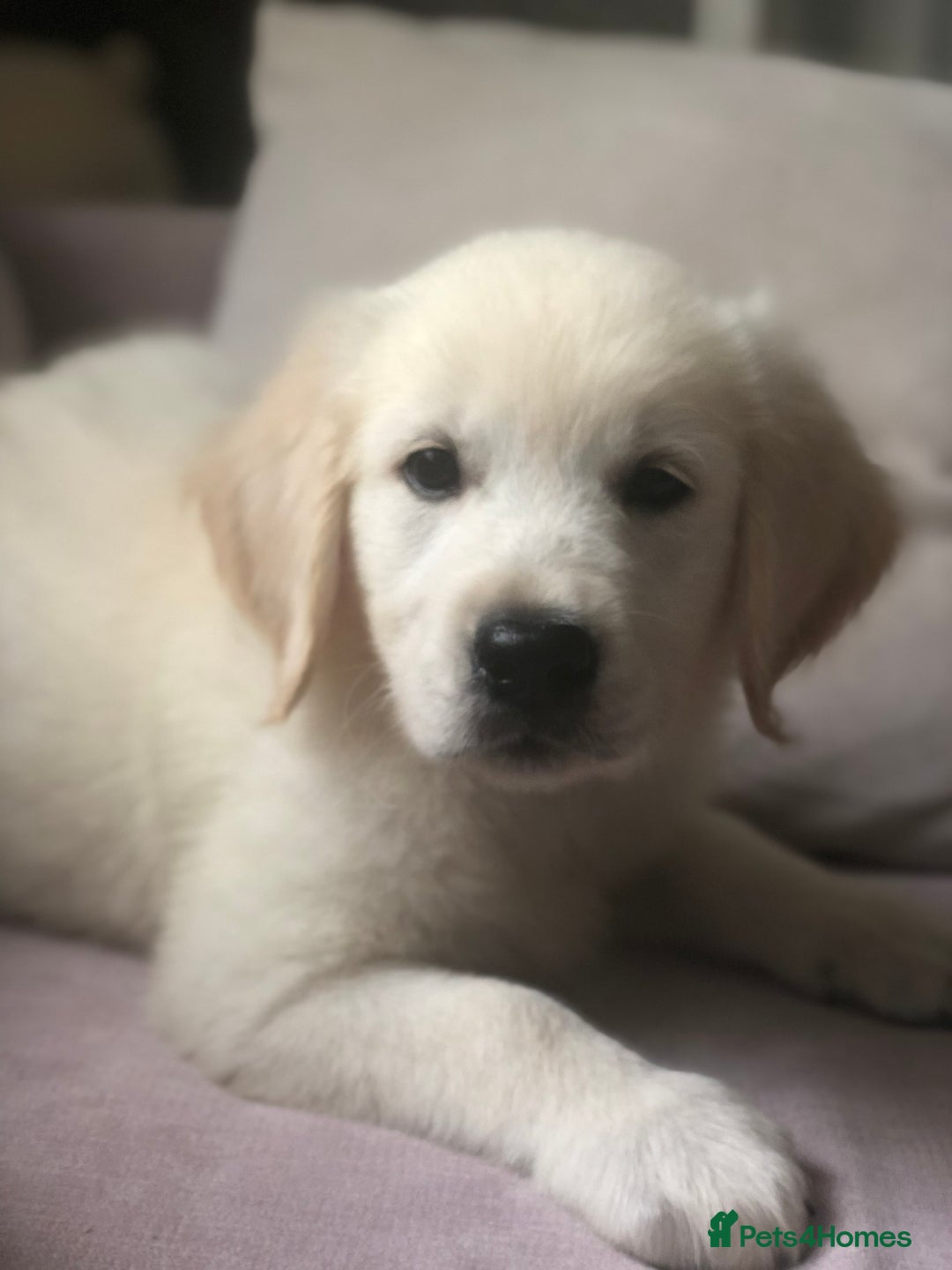 Golden Retriever dogs for sale: Super litter of Goldie pups carrying some colour  - Image 17