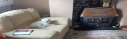 Maltese dogs for sale: Maltese Male - Advert 3