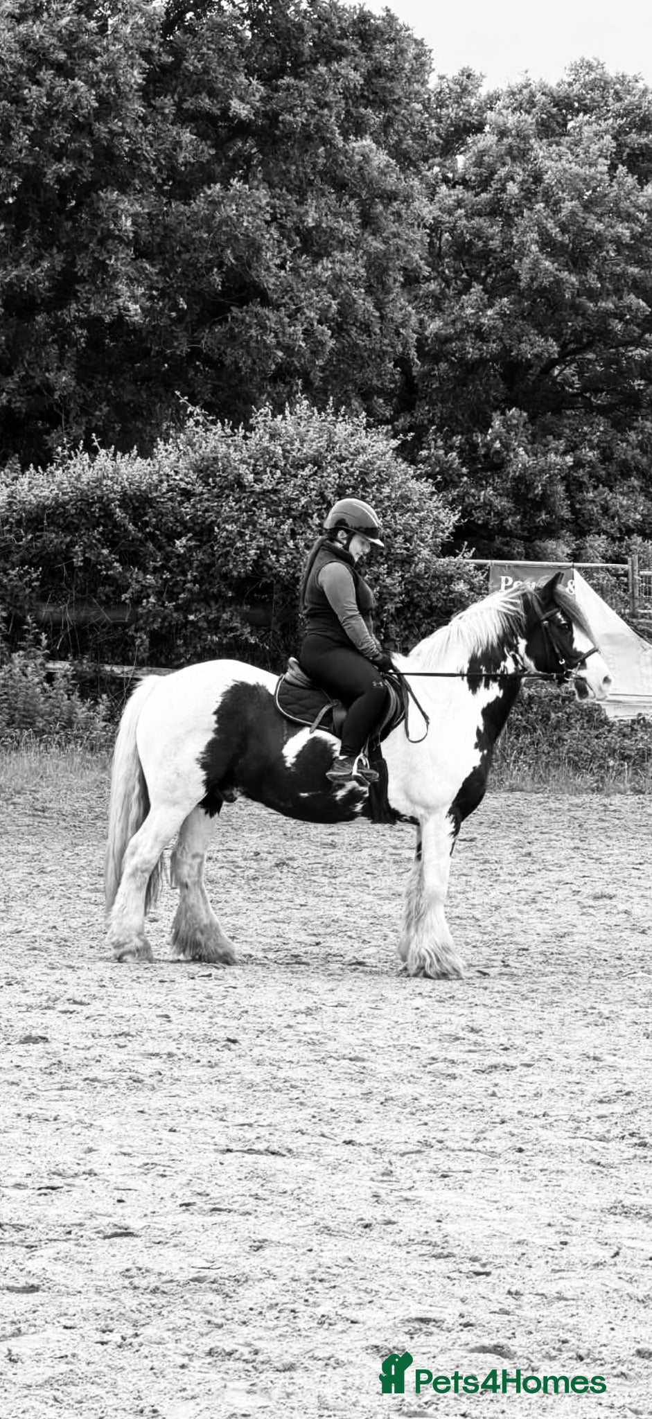 Irish Cob horses Koby handsome gelding  - Advert 1