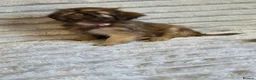 Shih Tzu dogs for sale: Imperial shih tzu babies in Barnsley - Advert 6
