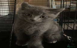 British Shorthair cats for sale: British short hair cross kittens, grey black.  - Image 8