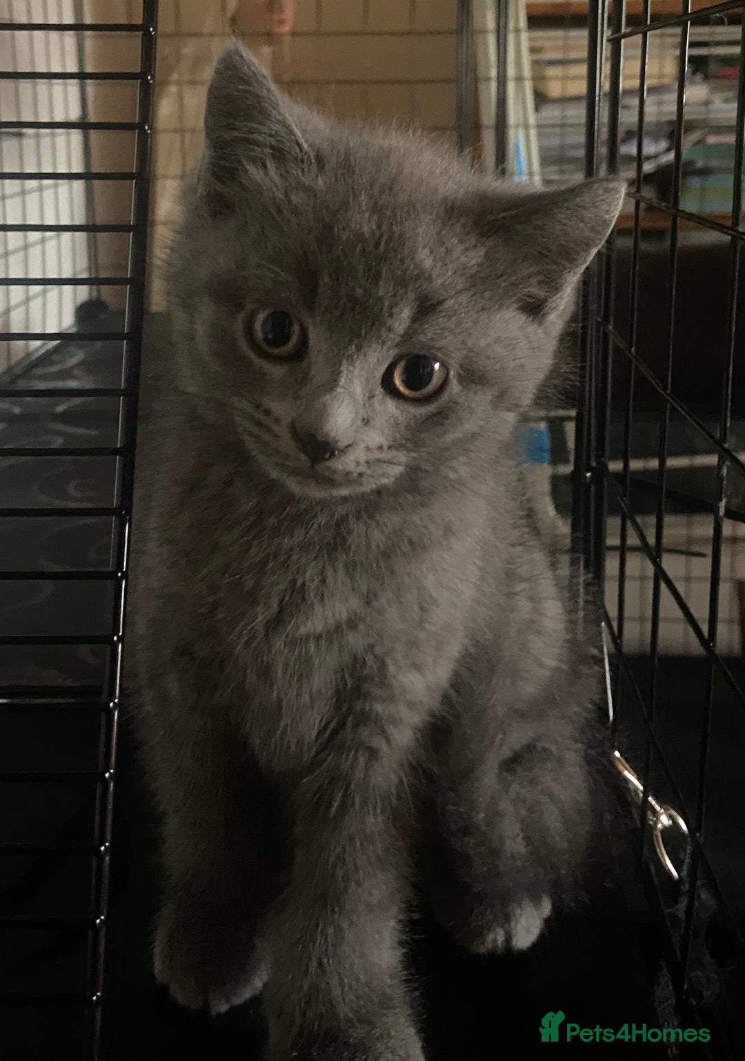 British Shorthair cats for sale: British short hair cross kittens, grey black.  - Image 8