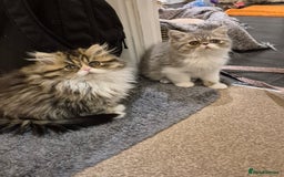 Exotic cats for sale: Exotic longhair and short hair kittens  - Image 17