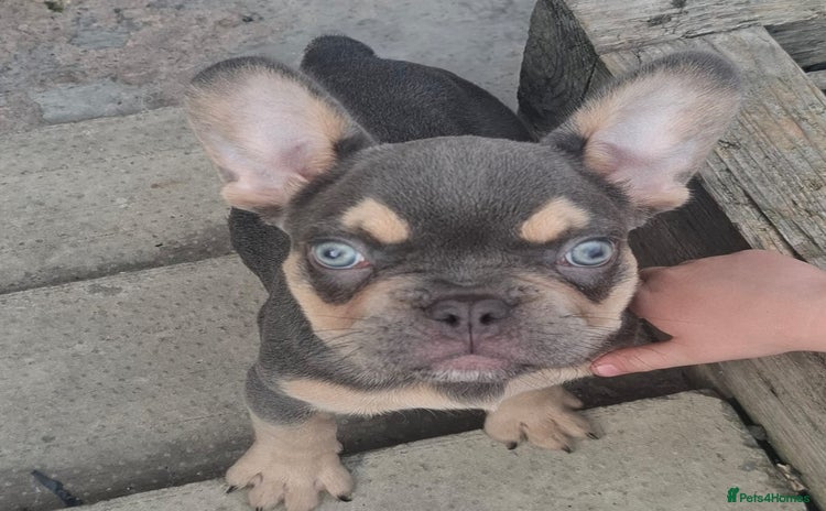 French Bulldog dogs - Advert 1