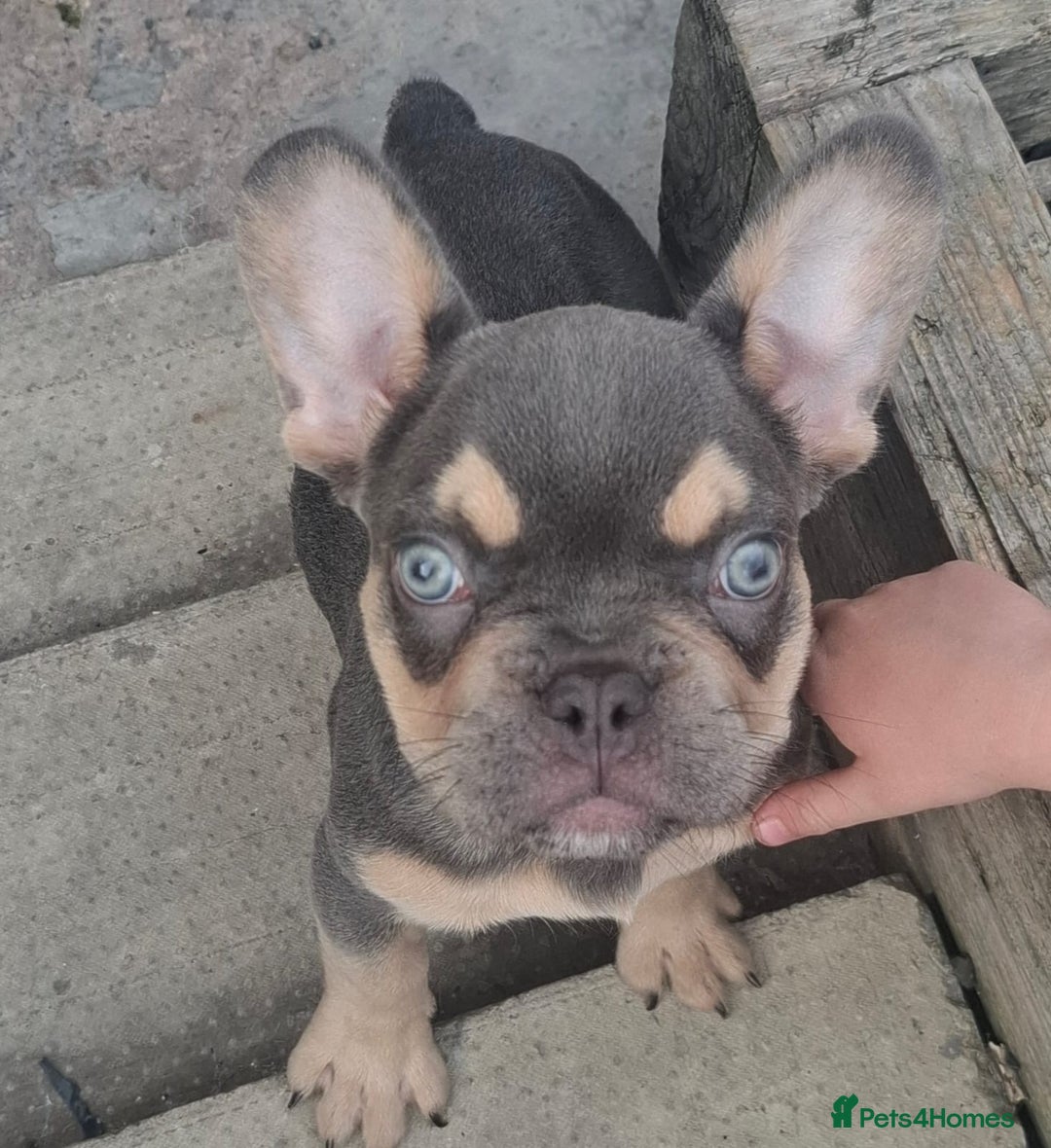 French Bulldog dogs for sale: Gorgeous Lilac & Tan carry testable & fluffy male - Image 1