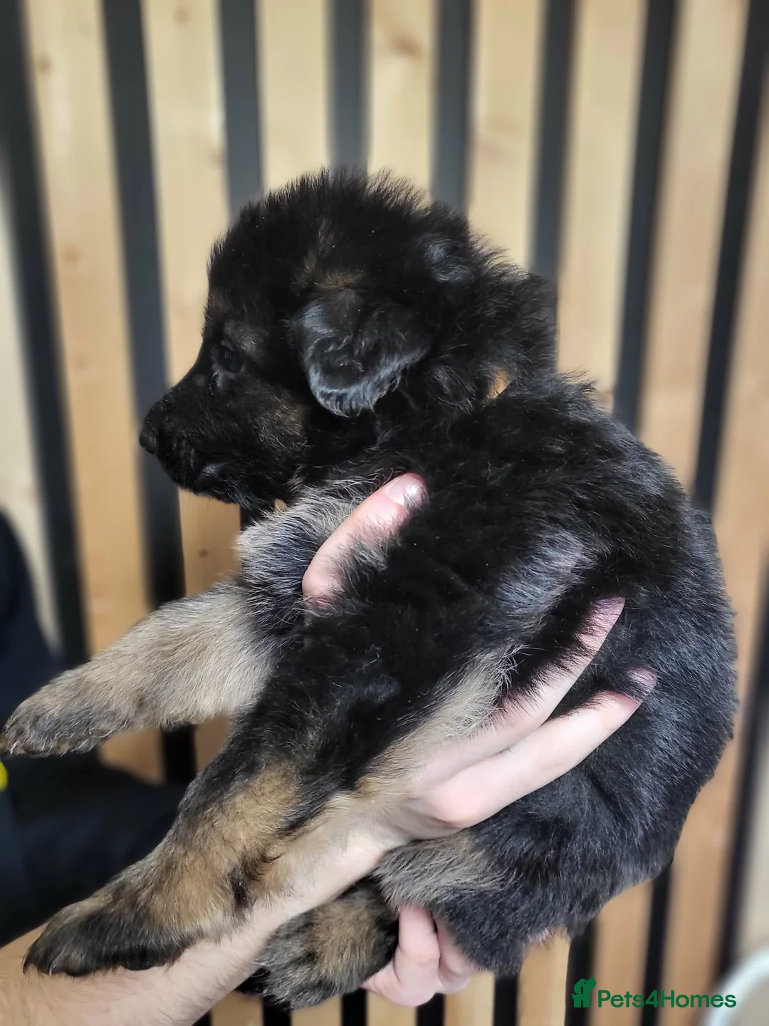 German Shepherd dogs for sale: German Shepherd/Alsatian puppies - Advert 32