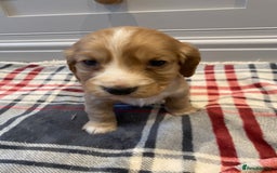 Cocker Spaniel dogs for sale: Cocker Spaniel puppies - Image 10