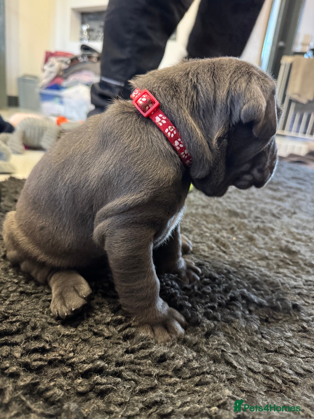 Neapolitan Mastiff dogs for sale:  Neapolitan mastiff puppies Newcastle  - Image 6