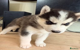Siberian Husky dogs for sale: SIBERIAN HUSKY  - Image 30