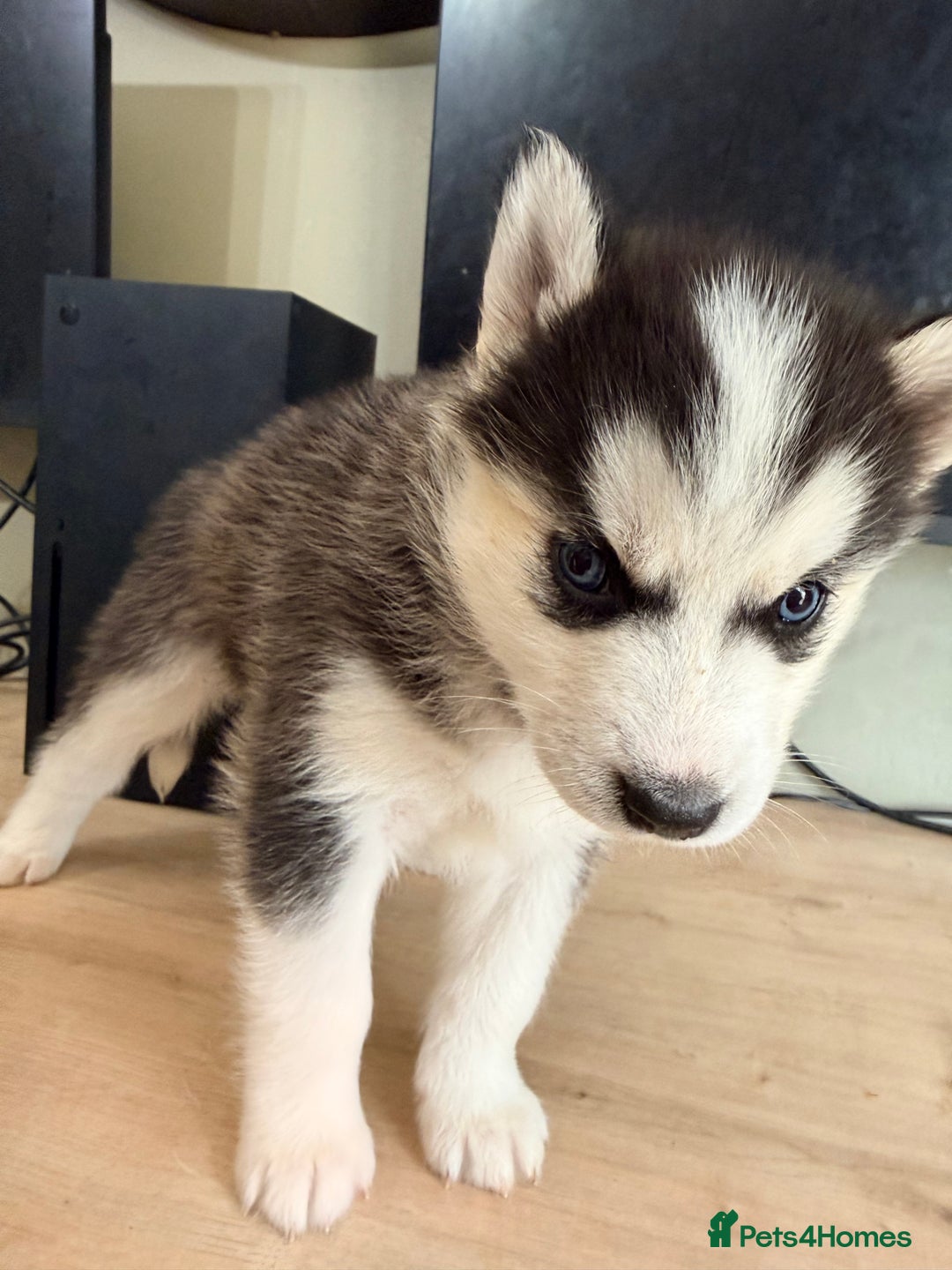 Siberian Husky dogs for sale: SIBERIAN HUSKY  - Image 30