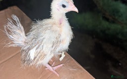 Chickens poultry for sale: Serama chicks 1 1/2 to 2 months,READ DESCRIPTION - Image 2