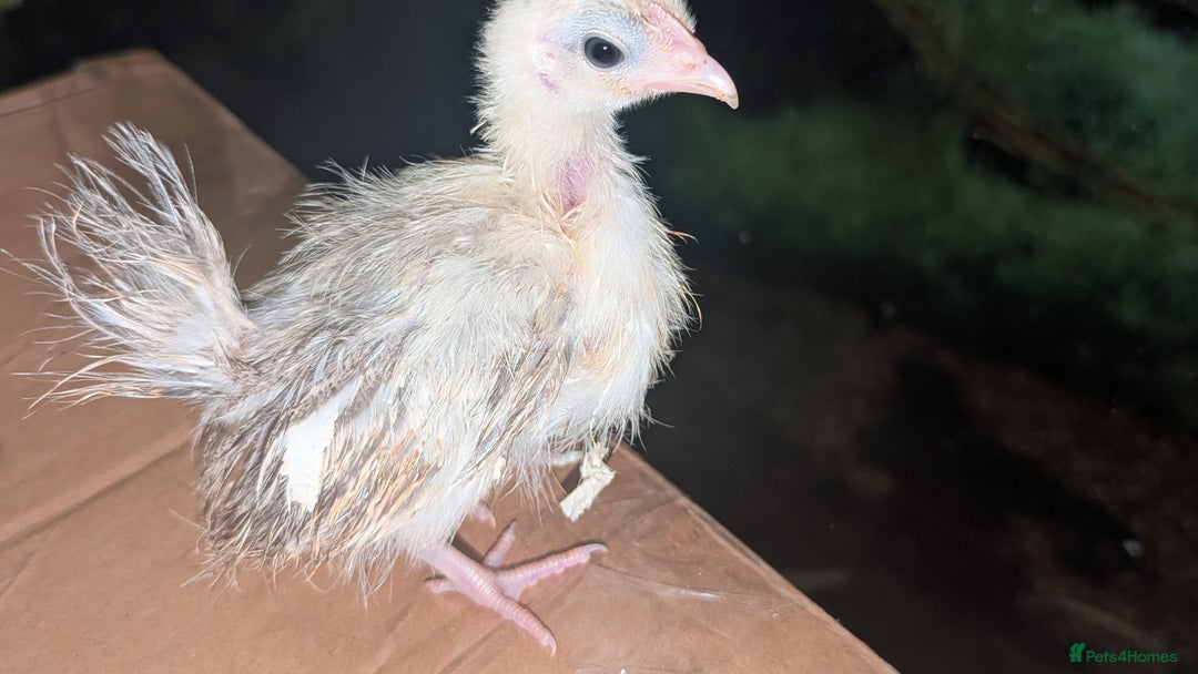Chickens poultry for sale: Serama chicks 1 1/2 to 2 months,READ DESCRIPTION - Image 2