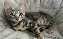 Bengal cats for sale: Adorable Female Blue Bengal Kitten TICA REG - Image 3