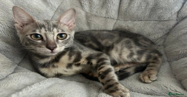 Bengal cats - Advert 11