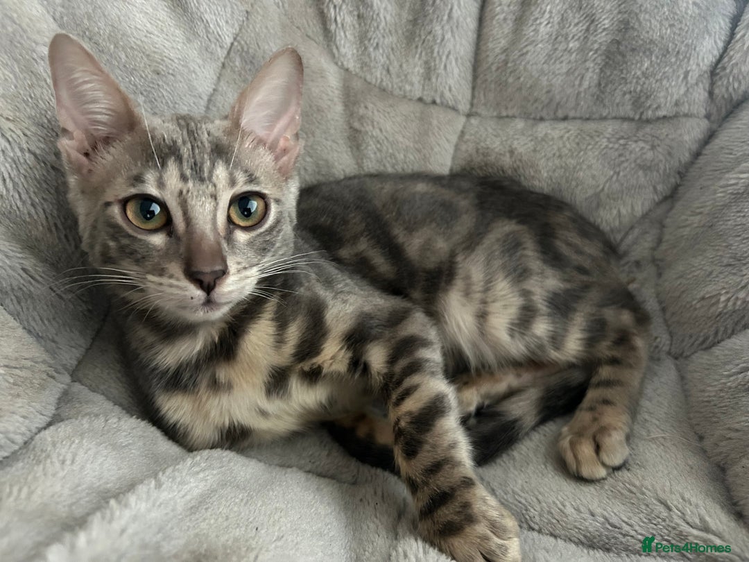 Bengal cats for sale: Adorable Female Blue Bengal Kitten TICA REG - Image 3