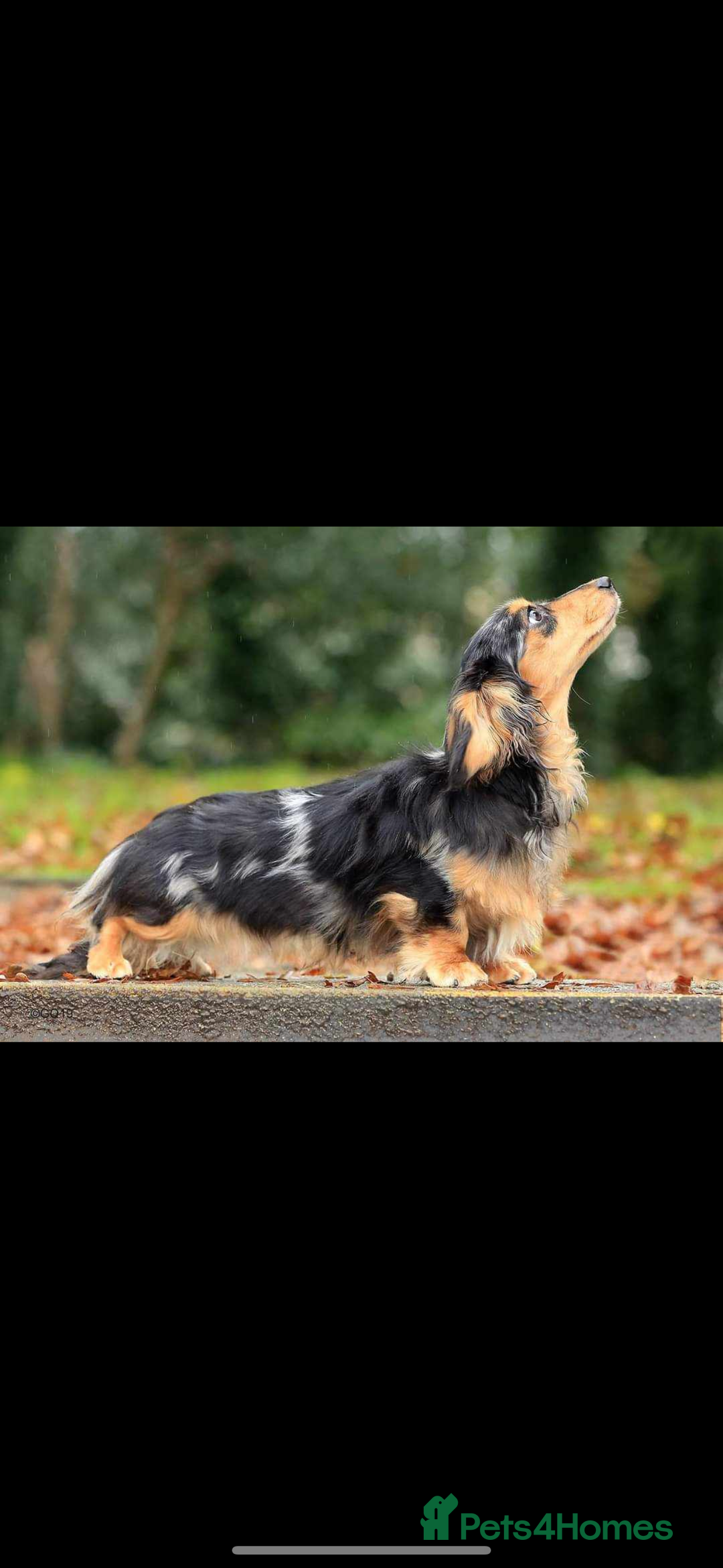 Miniature Dachshund dogs for sale: Beautiful KC silver dapple longhair miniature girl - Advert 10