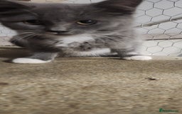 British Shorthair cats for sale: Pure British short-hair kittens  - Image 2