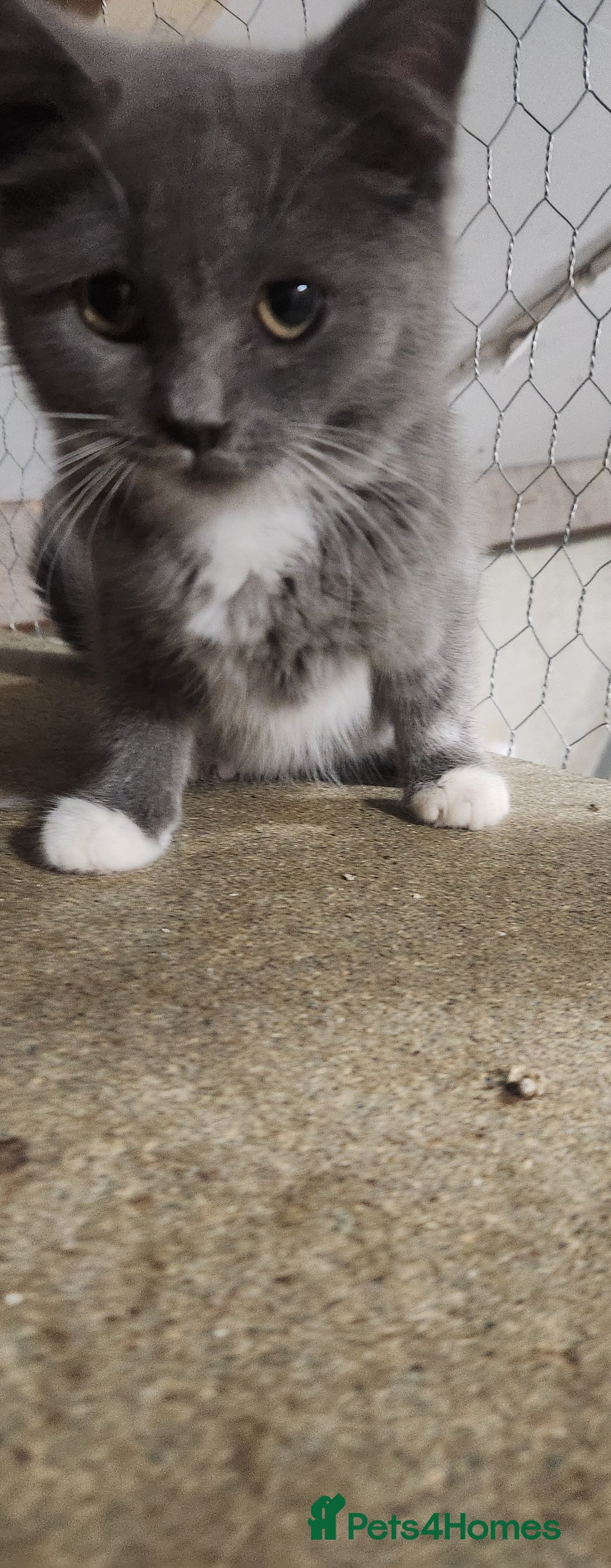 British Shorthair cats for sale: Pure British short-hair kittens  - Image 2