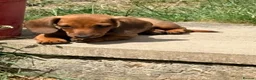 Miniature Dachshund dogs for sale: ⭐️REDUCED⭐️KC Miniature Smooth haired Dachshund  - Advert 2