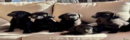 Labrador Retriever dogs for sale: Labrador Retriever Puppies - Advert 1