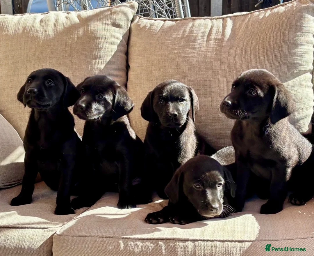 Labrador Retriever dogs for sale: Labrador Retriever Puppies - Advert 1