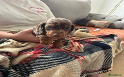 Miniature Dachshund dogs for sale: Miniature dachshund  - Image 19